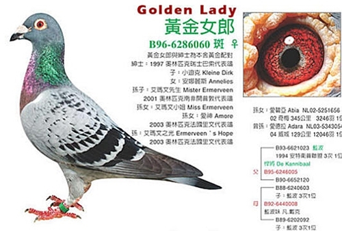 黃金女郎鴿系
